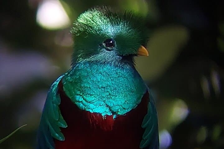 Monteverde Cloud Forest Guided Walk: Explore Costa Rica’s High-Elevation Rainforest