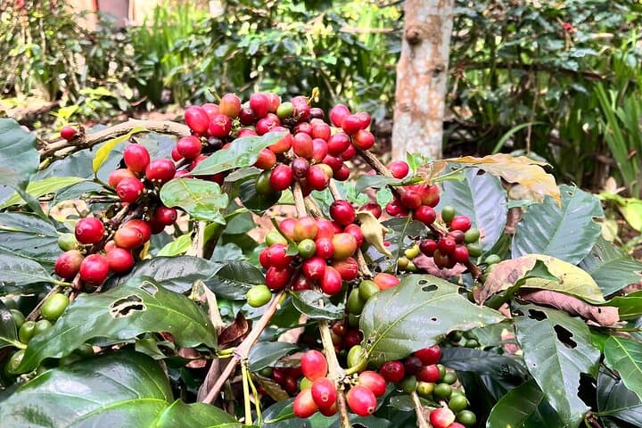 Ubud Rice Terraces, Tirta Empul & Hidden Waterfalls Day Tour photo 2