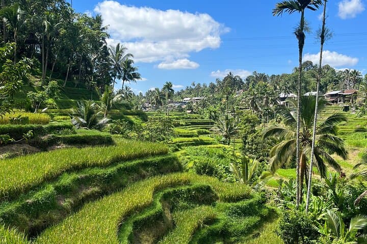 Ubud Rice Terraces, Tirta Empul & Hidden Waterfalls Day Tour photo 3