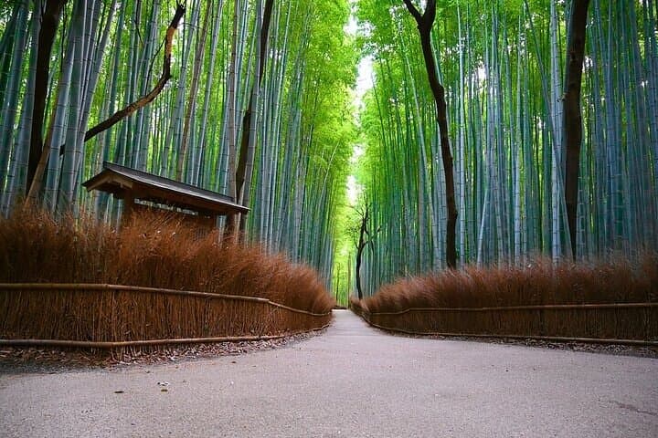 Arashiyama Fall Foliage Walking Tour: Private Autumn Walk Through Bamboo, Temples & Gardens photo 4