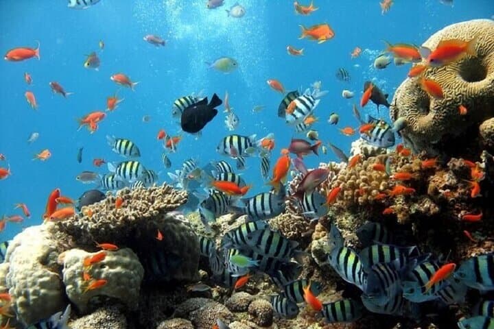 Sea Scope Semi‑Submarine Trip — Marsa Alam Red Sea Underwater Viewing photo 4