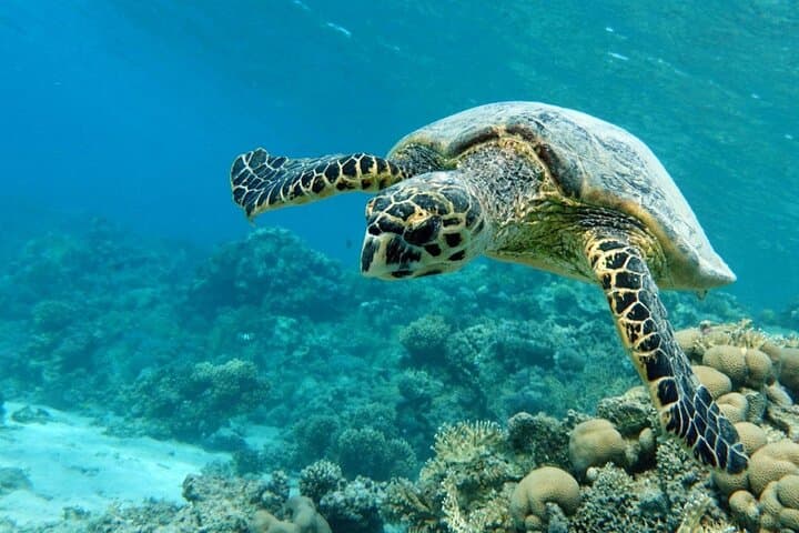 Sea Scope Semi‑Submarine Trip — Marsa Alam Red Sea Underwater Viewing photo 2