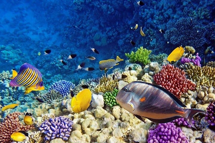Marsa Mubarak Intro Dive & Snorkeling — Full-Day Boat Trip from Marsa Alam photo 6