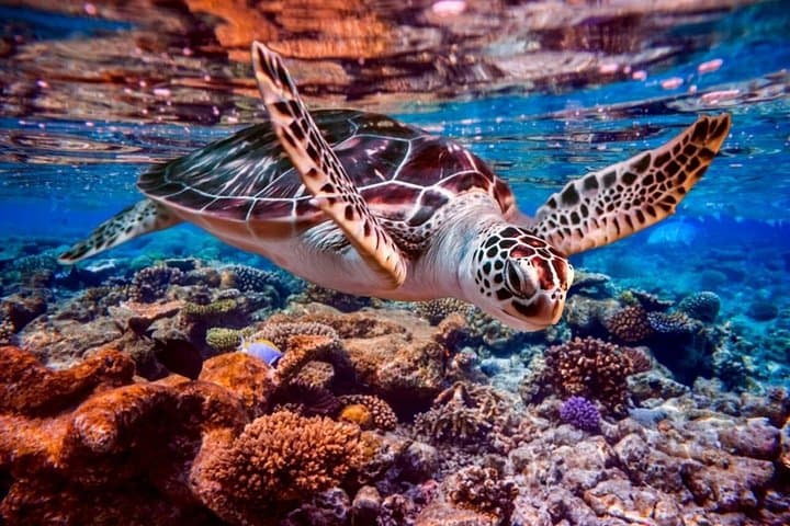 Marsa Mubarak Intro Dive & Snorkeling — Full-Day Boat Trip from Marsa Alam photo 4