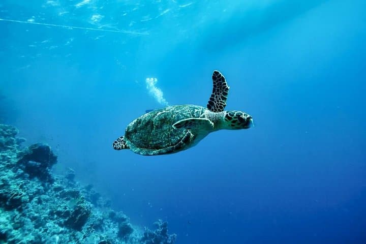 Marsa Mubarak Boat Trip: Snorkel Coral Reefs with Lunch & Hotel Transfer photo 4