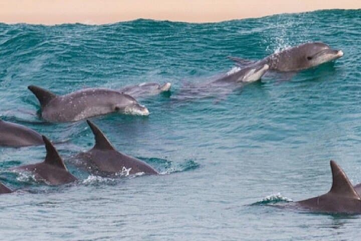 Swim with Dolphins at Sataya Reef — Full-Day Marsa Alam Sea Trip with Lunch photo 3