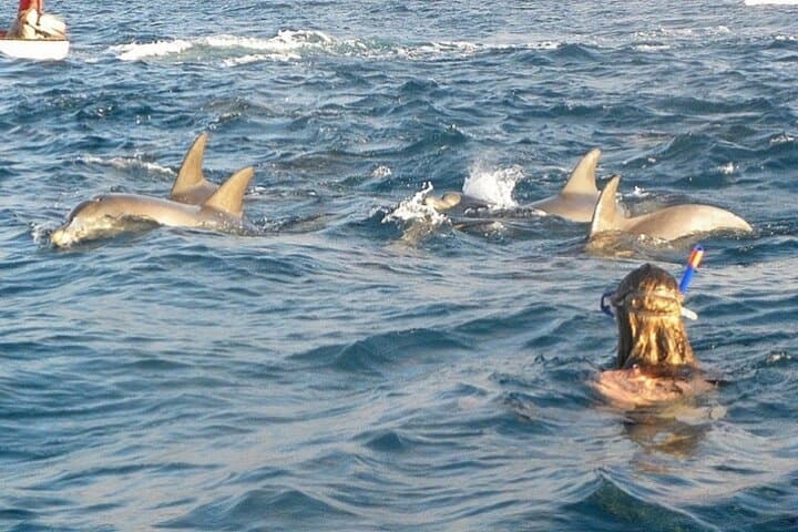 Swim with Dolphins at Sataya Reef — Full-Day Marsa Alam Sea Trip with Lunch photo 1