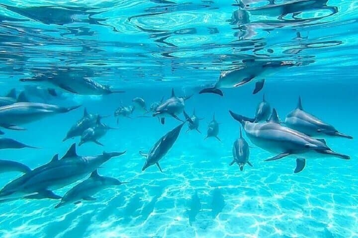 Swim with Wild Dolphins at Marsa Alam: Full-Day Red Sea Boat Trip & Snorkeling photo 2