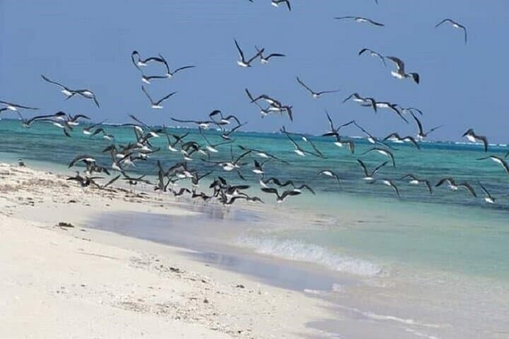 Full-Day Snorkel to Hamata & Qulaan Islands from Marsa Alam photo 5
