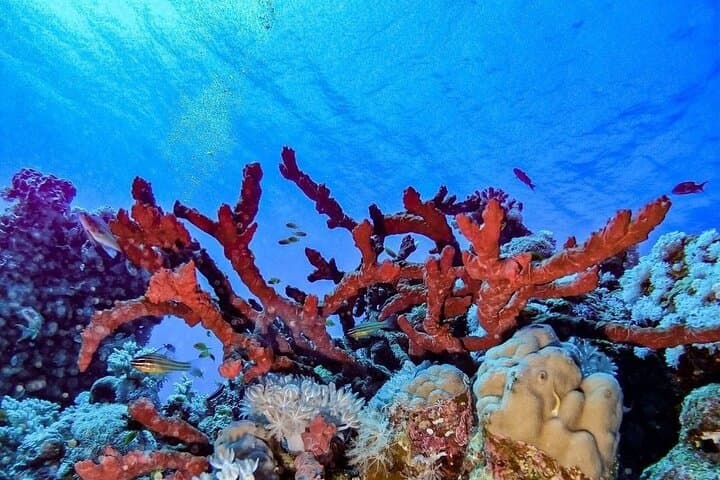 Two Red Sea Boat Dives from Hurghada — Full-Day Trip for Certified Divers photo 5