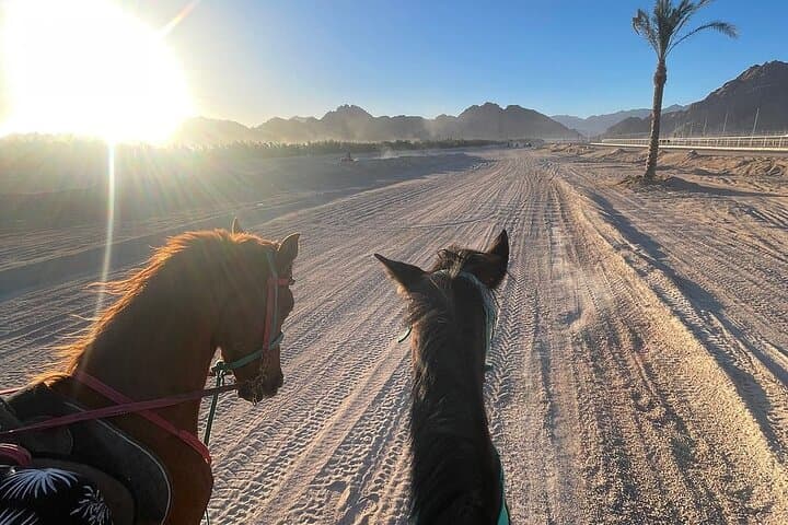 Horseback Ride Along Sharm El-Sheikh Beach and Sinai Dunes photo 2