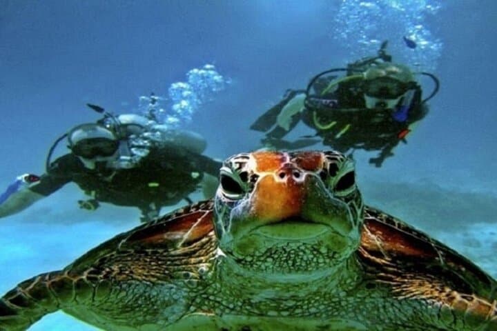 Beginner Scuba Diving Boat Trip in Marsa Alam — 2 Dives with Lunch on the Red Sea photo 5