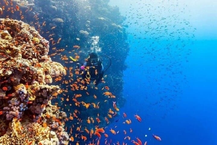 Beginner Scuba Diving Boat Trip in Marsa Alam — 2 Dives with Lunch on the Red Sea photo 6