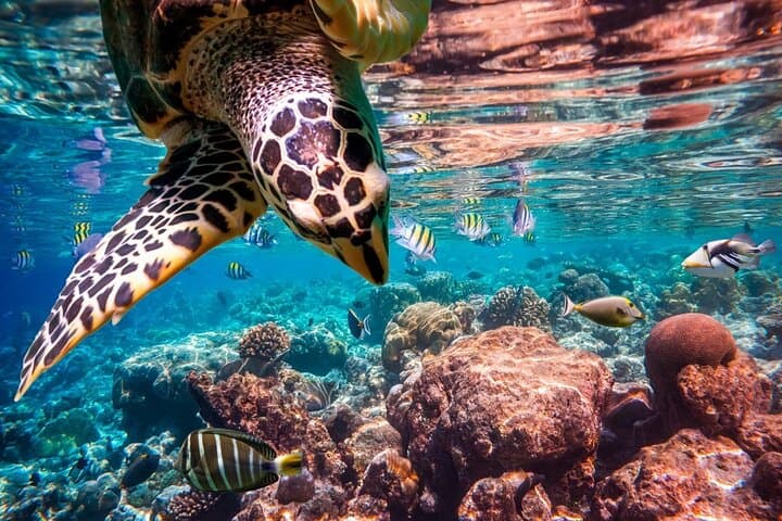 Abu Dabbab Snorkeling: Swim with Turtles and Coral Gardens in Marsa Alam photo 4
