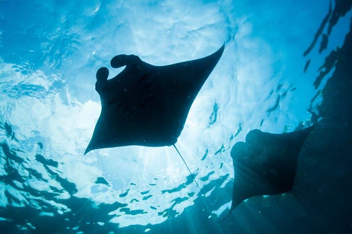 Discover Ocean Marvels: Snorkeling Adventure in Nusa Lembongan photo 2