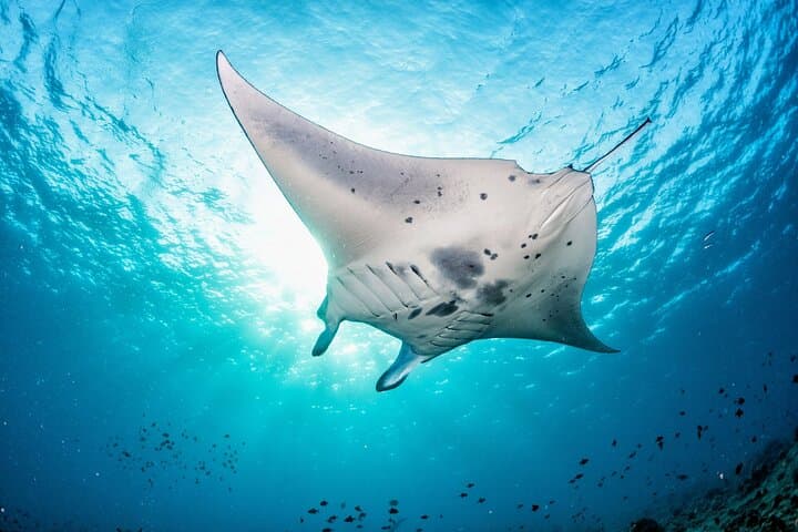 Discover Ocean Marvels: Snorkeling Adventure in Nusa Lembongan