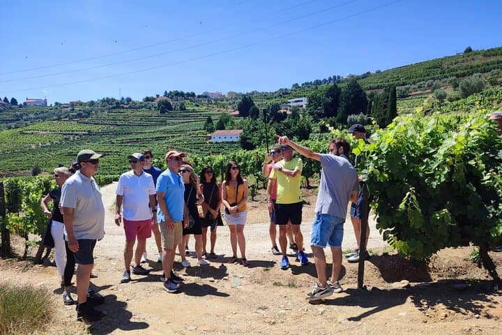 Douro Valley Wine Tour: 4 Vineyard Visits and Lunch from Porto photo 3