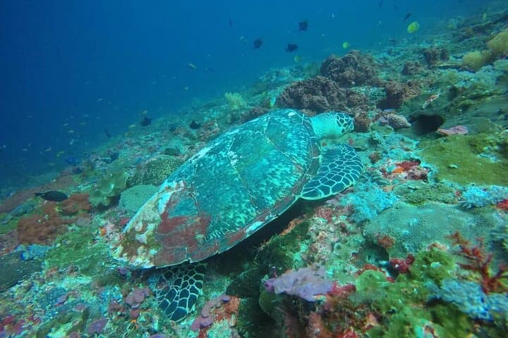 Discover Ocean Marvels: Snorkeling Adventure in Nusa Lembongan photo 5