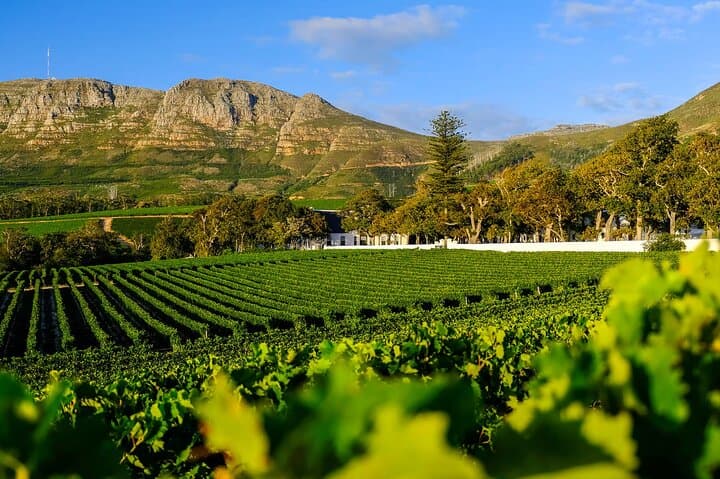 Table Mountain, Kirstenbosch & Constantia: Full-Day Cable Car, Garden Walk and Wine Tasting