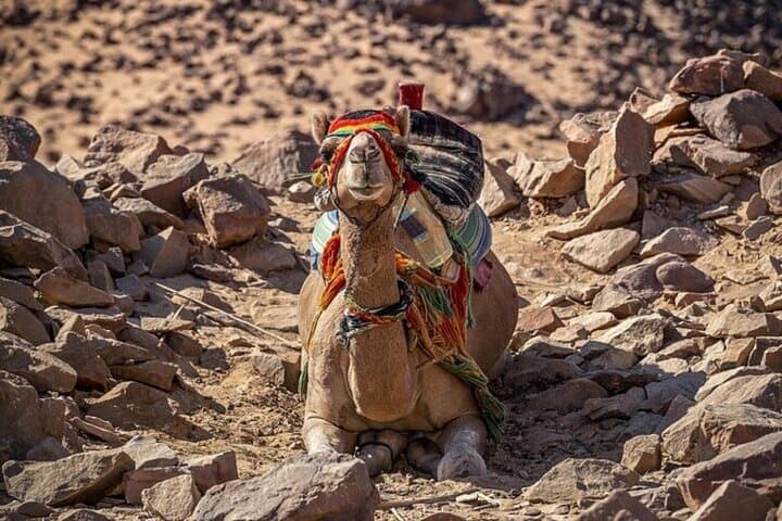 Sunrise on Mount Sinai: Saint Catherine Monastery & Moses Mountain Full-Day Tour photo 5