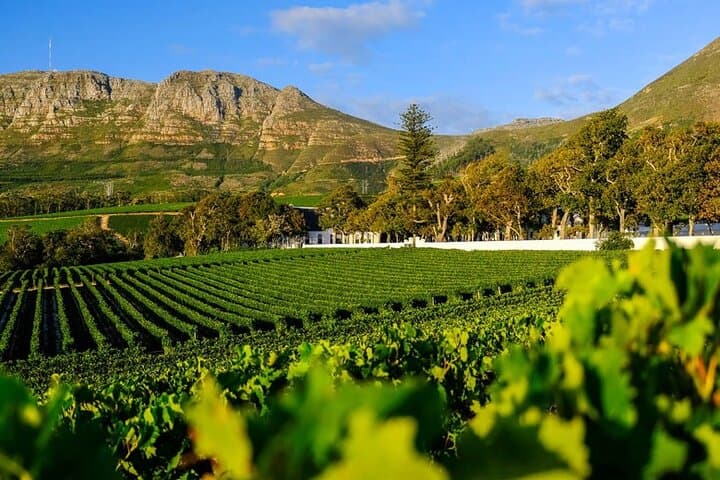 Cape Winelands Wildlife & Wine: Giraffe House, Cheetah Encounter and Private Tasting photo 5