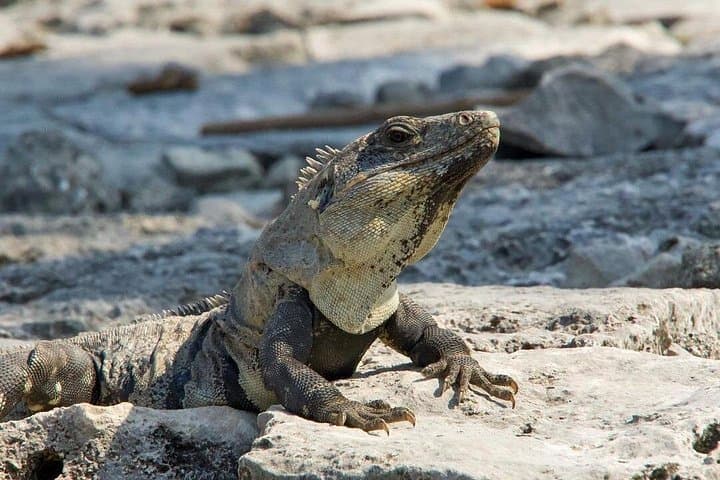 Private Tulum and Coba Ruins with Cenote Swim — 6-Hour Tour photo 4