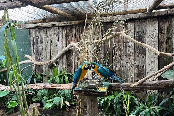 Cape Town Essentials: Table Mountain, World of Birds & Groot Constantia Day Tour photo 2