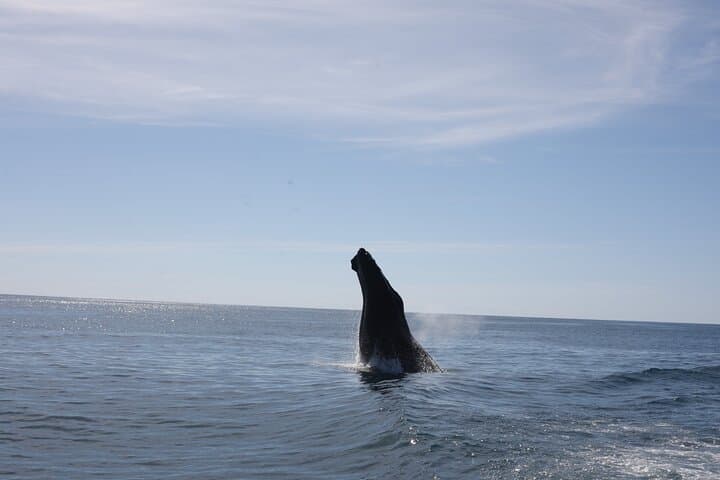 Whale Watching at Marino Ballena National Park — Humpback Tours from Uvita photo 6