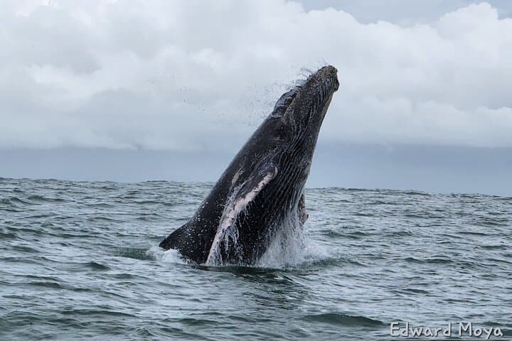 Whale Watching at Marino Ballena National Park — Humpback Tours from Uvita