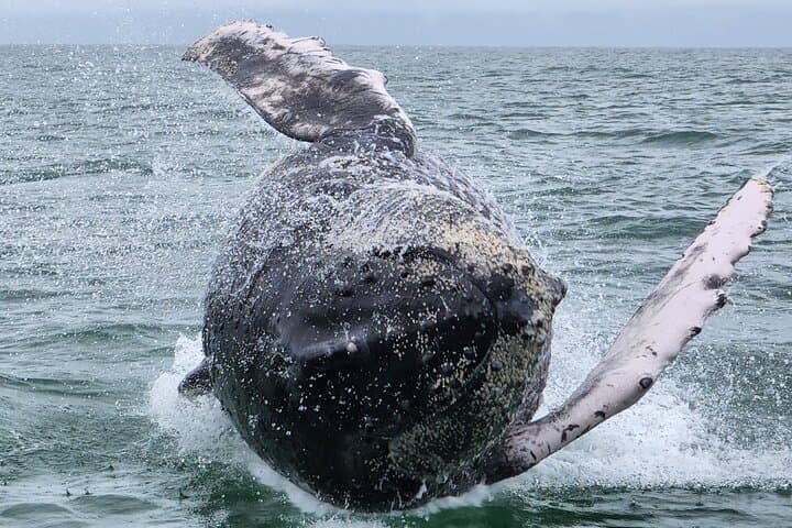 Whale Watching at Marino Ballena National Park — Humpback Tours from Uvita photo 2