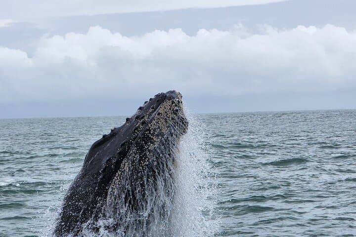 Whale Watching at Marino Ballena National Park — Humpback Tours from Uvita photo 3