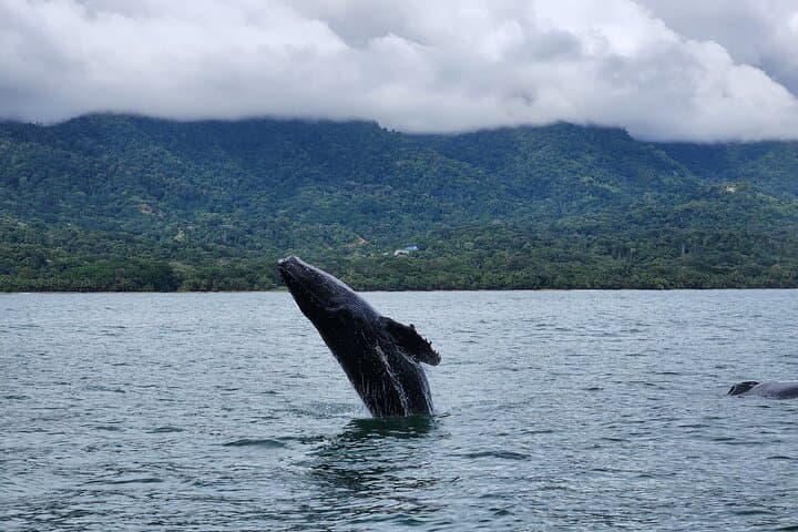 Whale Watching at Marino Ballena National Park — Humpback Tours from Uvita photo 4