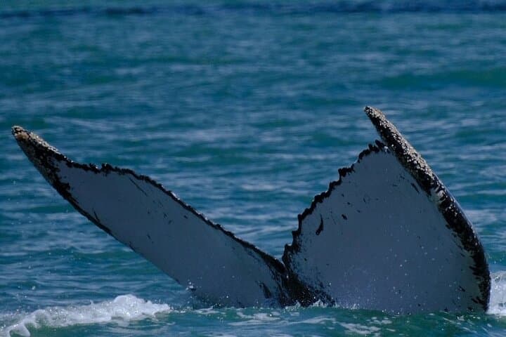 Whale Watching at Marino Ballena National Park — Humpback Tours from Uvita photo 5