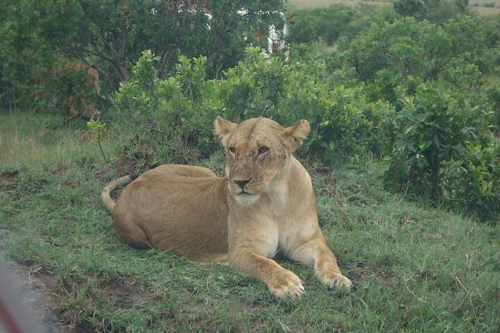 5-Day Budget Safari: Masai Mara, Lake Nakuru & Lake Naivasha — Practical Guide