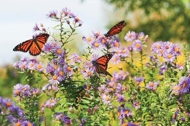 Dubai Miracle Garden & Butterfly Garden Combo: Seasonal Flower Displays and Visitor Tips photo 4