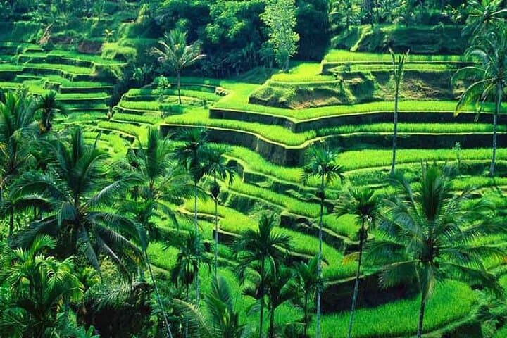 Private Ubud Full-Day Tour — Customizable Cultural and Nature Highlights photo 4