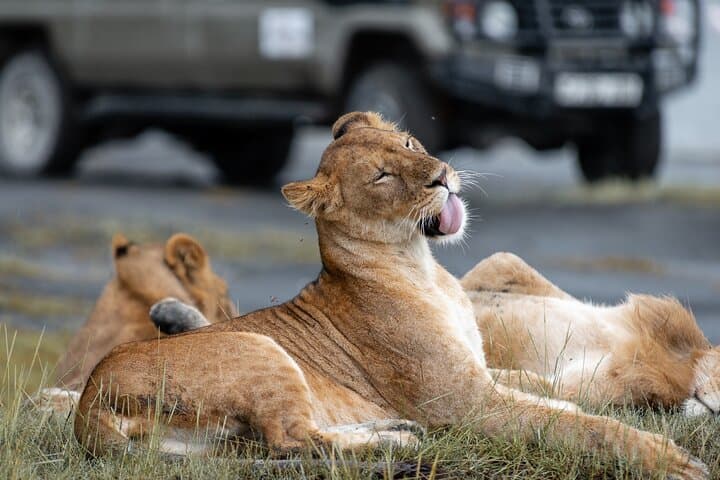 Spectacular Serengeti Migration: 8-Day Mid‑Range Safari in Tanzania photo 4