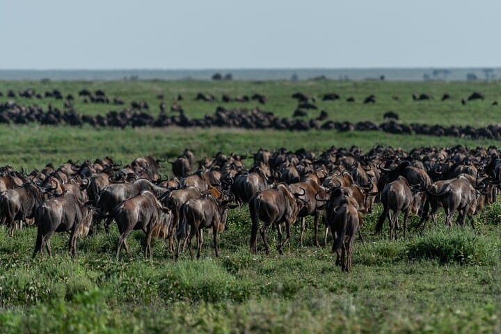 Spectacular Serengeti Migration: 8-Day Mid‑Range Safari in Tanzania photo 2