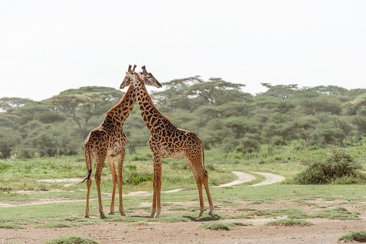 Spectacular Serengeti Migration: 8-Day Mid‑Range Safari in Tanzania photo 5