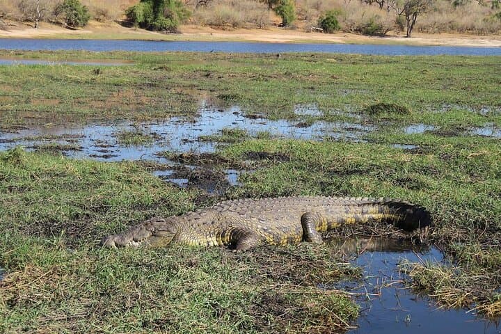 Chobe National Park Full-Day Safari with Boat Cruise from Victoria Falls photo 3