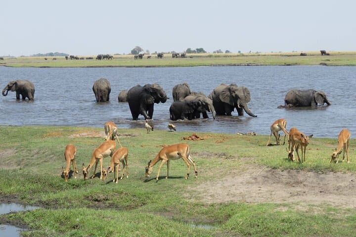 Chobe National Park Full-Day Safari with Boat Cruise from Victoria Falls