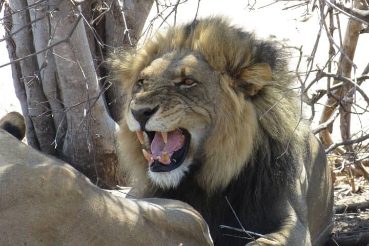 Chobe National Park Full-Day Safari with Boat Cruise from Victoria Falls photo 2