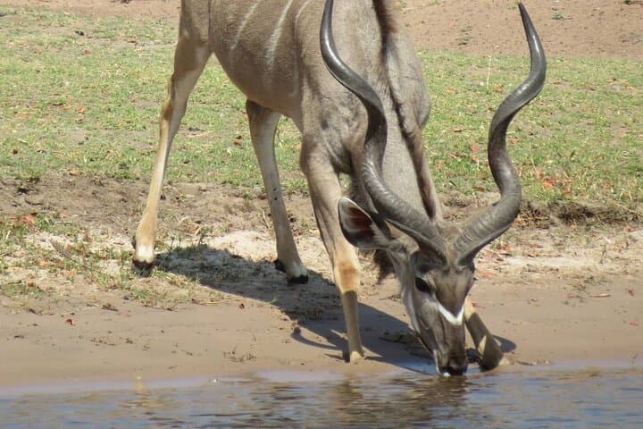 Chobe National Park Full-Day Safari with Boat Cruise from Victoria Falls photo 4