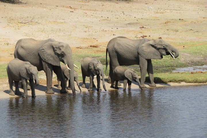 Chobe National Park Full-Day Safari with Boat Cruise from Victoria Falls photo 5
