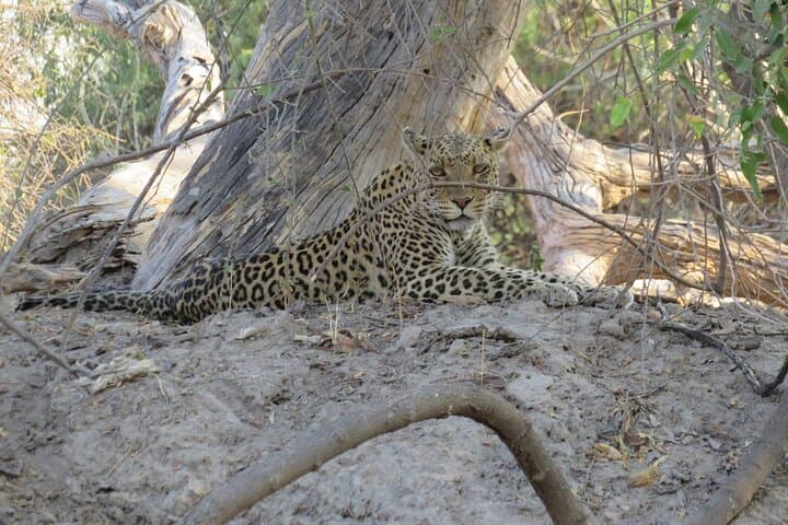 Chobe National Park Full-Day Safari with Boat Cruise from Victoria Falls photo 6