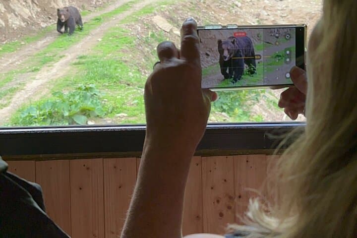Bear Watching Near Brasov: Hideout Wildlife Tour in Transylvanian Forests photo 3