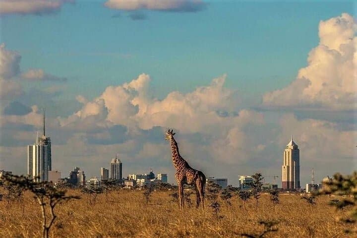 Exploring Nairobi’s Urban Wilds: Giraffe Center and National Park Adventure