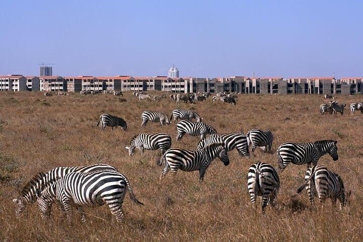 Exploring Nairobi’s Urban Wilds: Giraffe Center and National Park Adventure photo 2