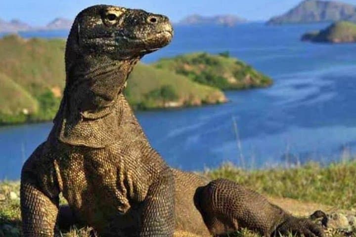 Sunsets, Dragons & Pink Sand: 3-Day Komodo National Park Tour from Labuan Bajo photo 1