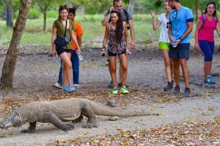 Sunsets, Dragons & Pink Sand: 3-Day Komodo National Park Tour from Labuan Bajo photo 2